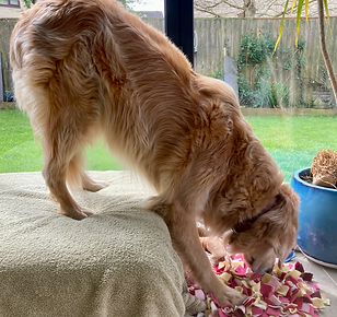 Raise Back Legs.png