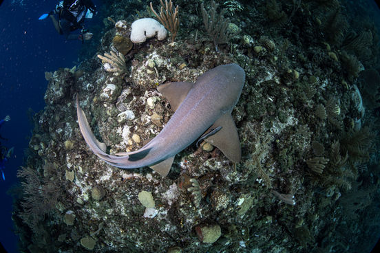 Nurse Shark