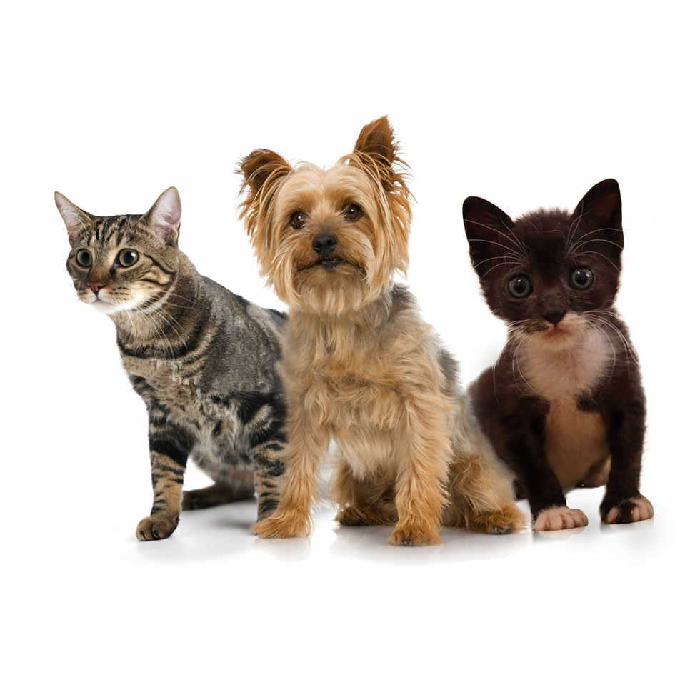 Cat, Dog, And Kitten