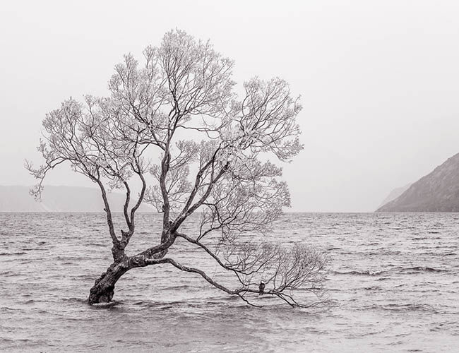 wanaka-tree