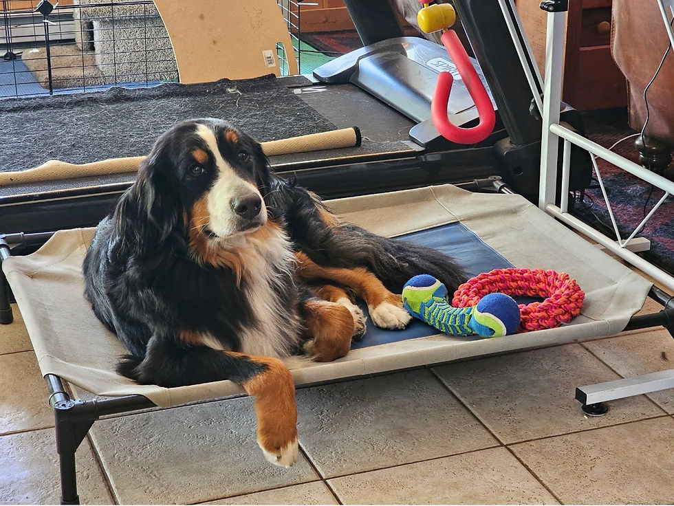 Olive is looking for her forever home