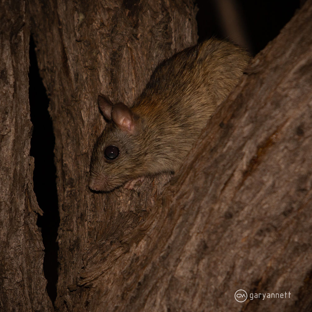 Brush-tailed Rabbit Rat...