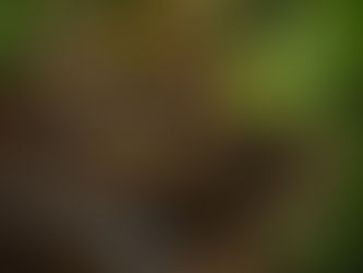 Black-headed Python...