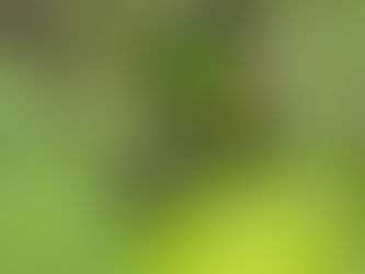 Red-winged Parrot...