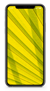 Palm Frond