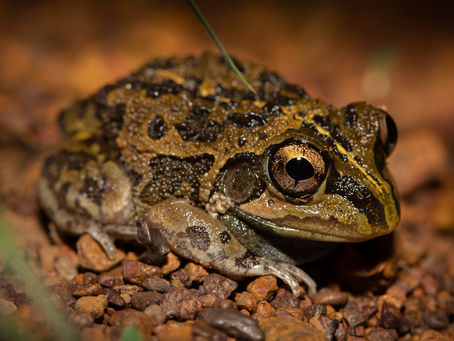 Long-footed Frog...