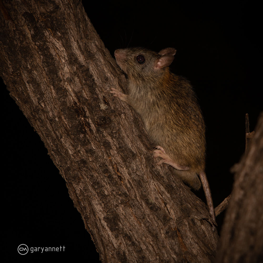 Brush-tailed Rabbit Rat...