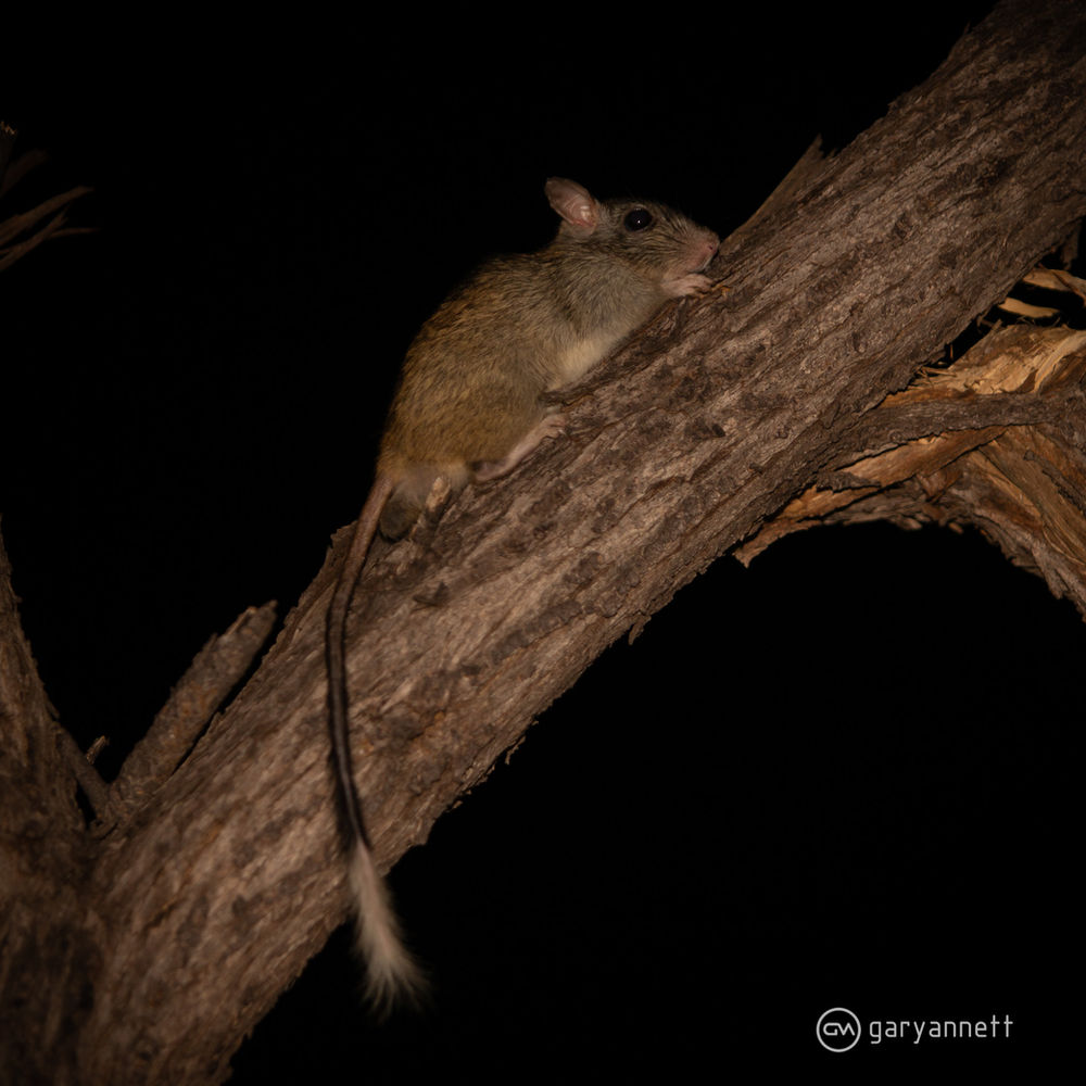 Brush-tailed Rabbit Rat...