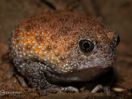 Kimberley Spadefoot...