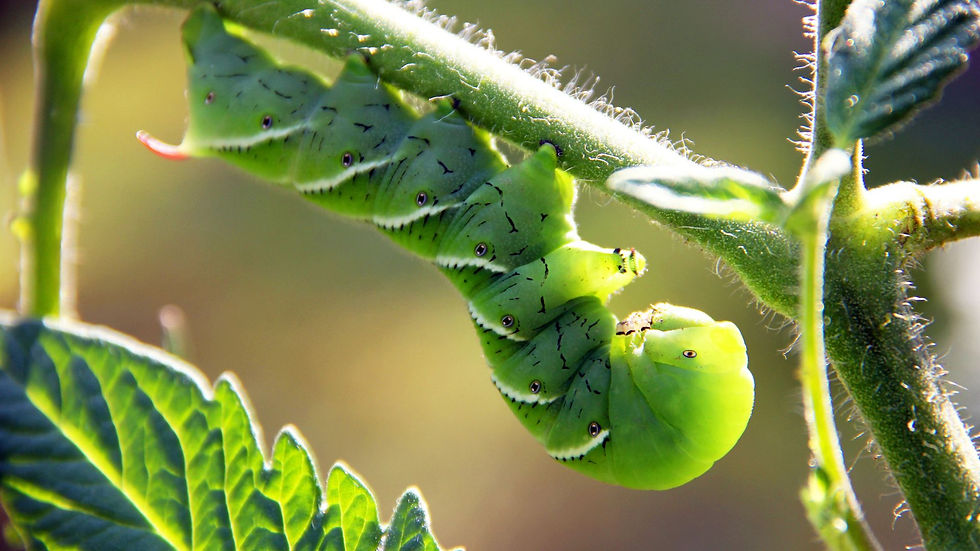 Tomato Hornworm (Manduca quinquemaculata)