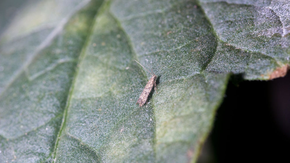 Tuta absoluta (Tomato Leafminer)