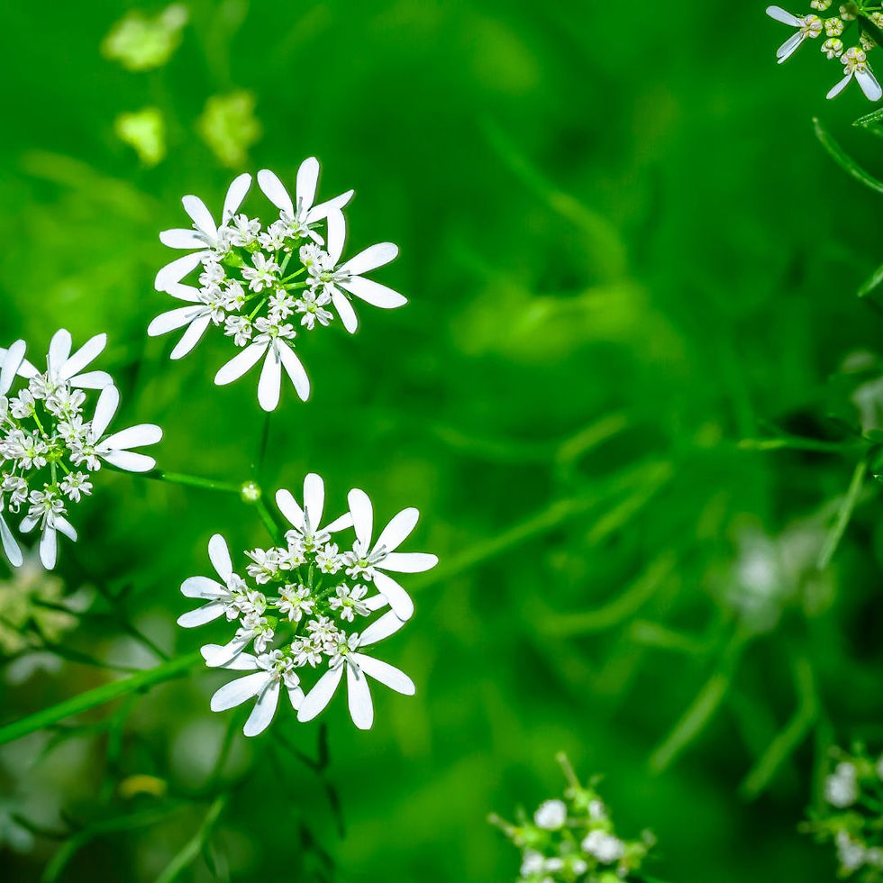 Cilantro or Coriander