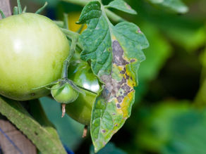 Domates Yetiştiriciliği 3: Domates Bitkilerinde Yaygın Hastalık ve Zararlılarla Mücadele
