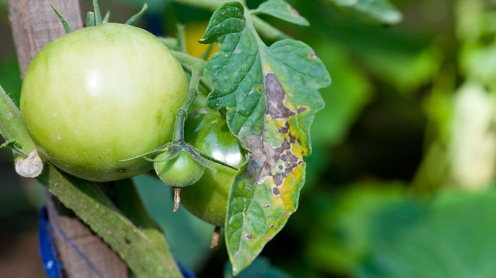 Early Blight (Alternaria solani)