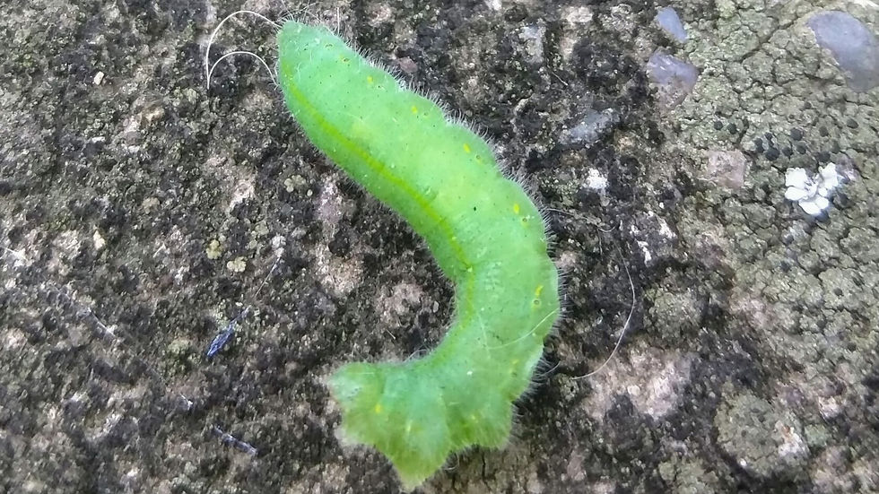 Tomato Fruitworm larvae