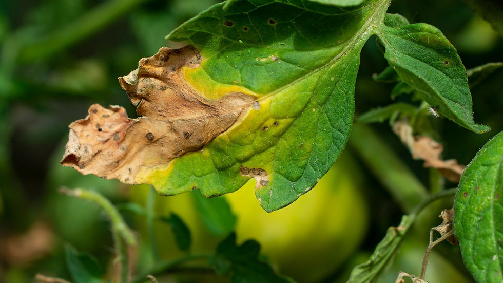 Late Blight (Phytophthora infestans)