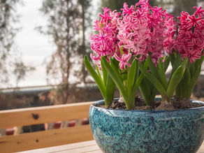 Sonbaharda Ekmeniz Gereken 5 Bitki