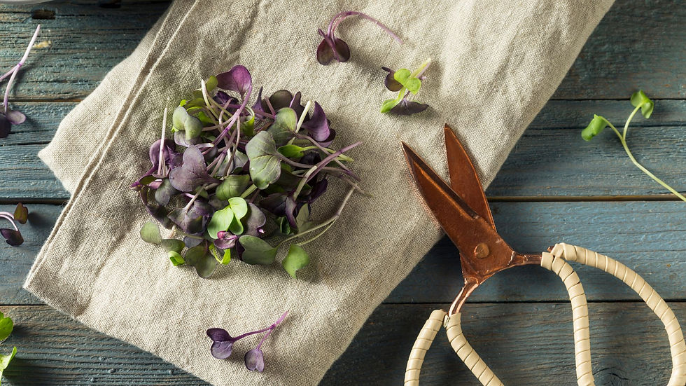 Radish microgreens