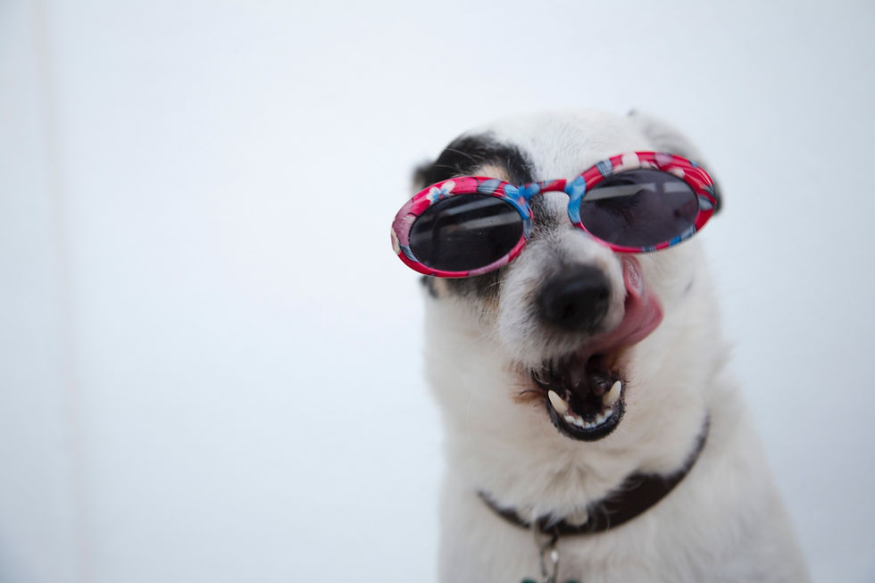 A dog wearing sunglasses