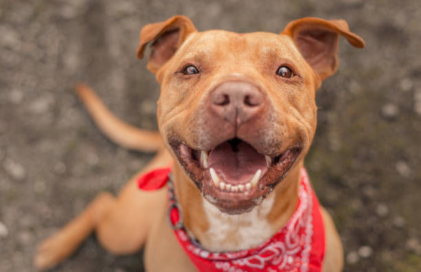 dog smiling 
