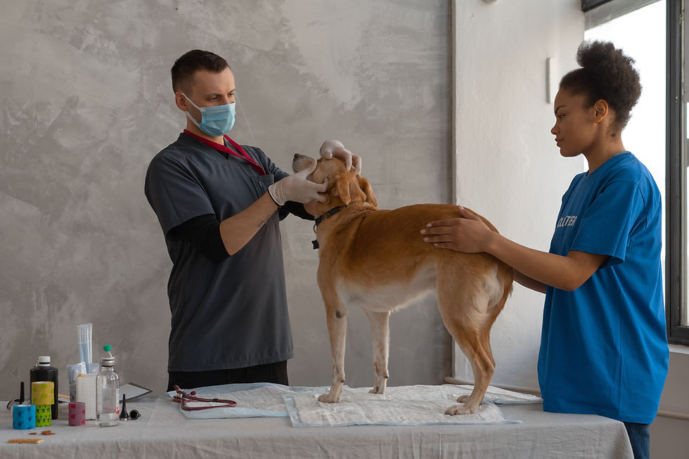 a dog getting checked by two vets