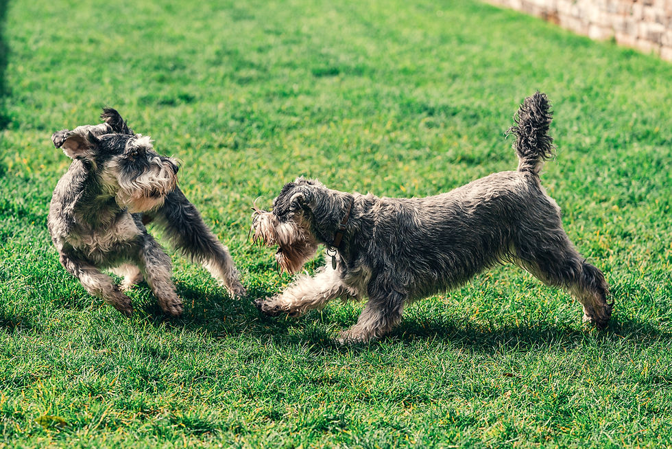 Two dogs playing in a backyard