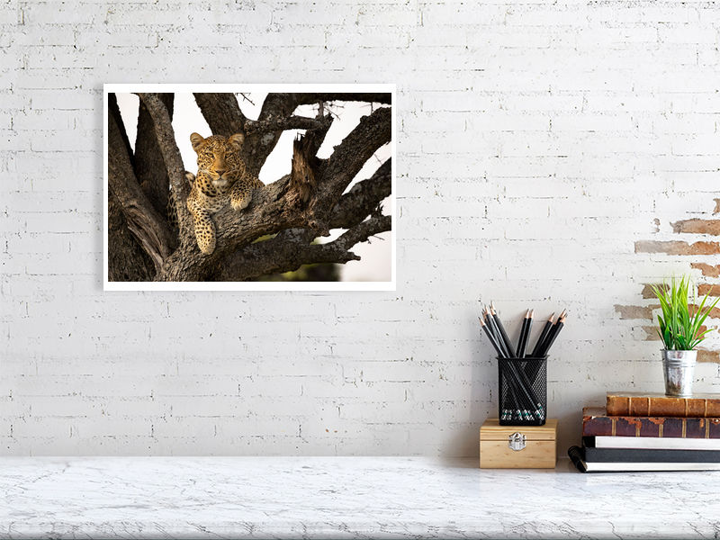 Thumbnail: Cats Eye View