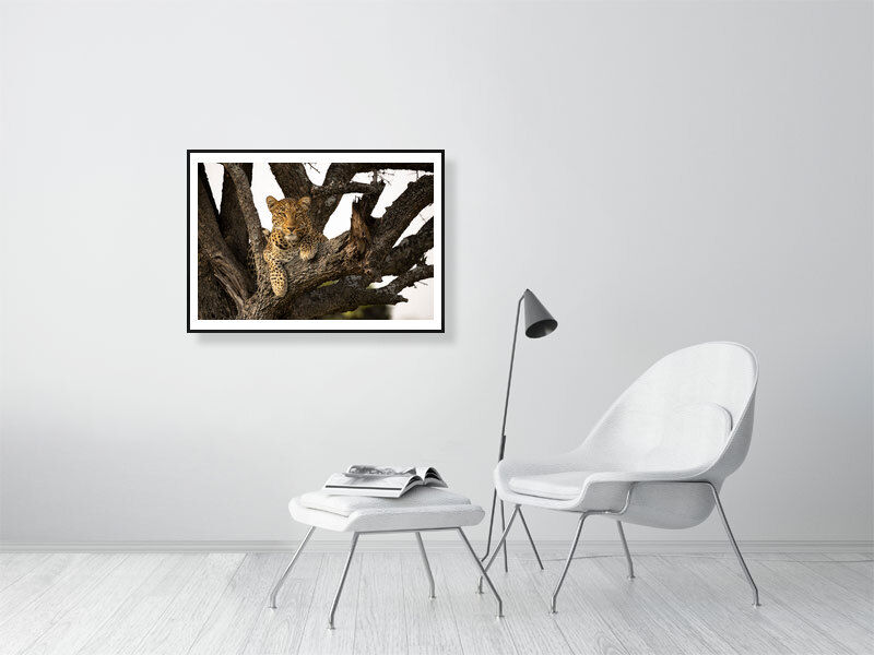 Thumbnail: Cats Eye View