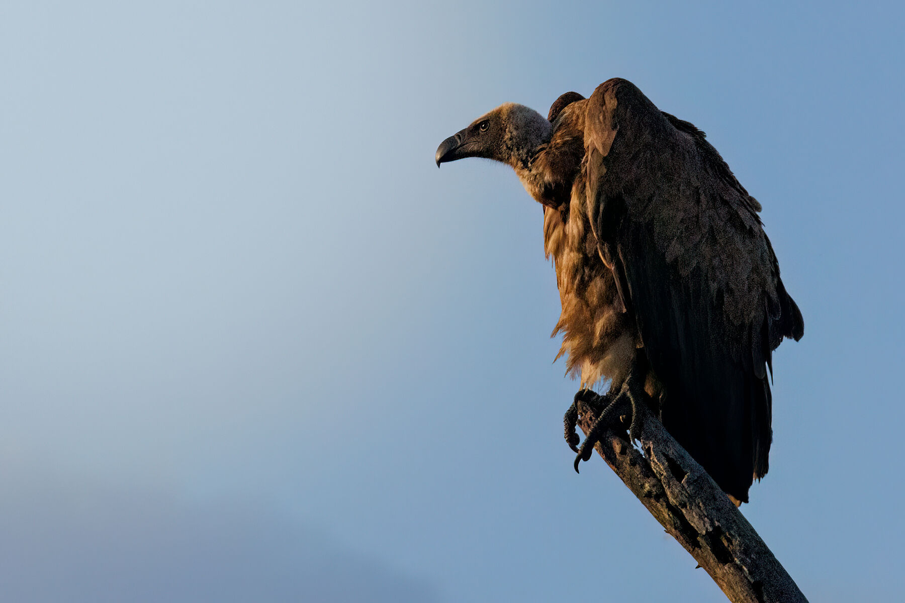 Vulture View
