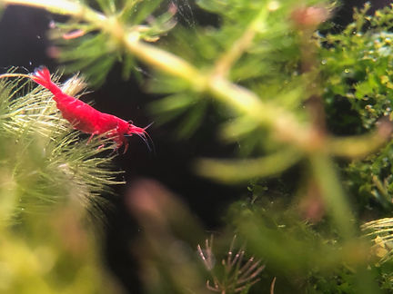 Aquarium installation baltimore md