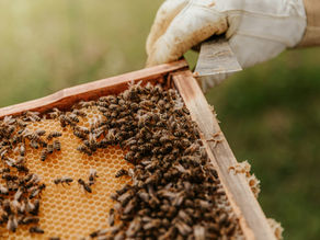 Bees on a Langstroth Fram making brood and honey