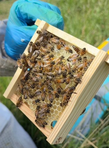 Queen bee 2026 Alberta Rose Queens - Marked & Mated (Pre-order) | Bee Cube®