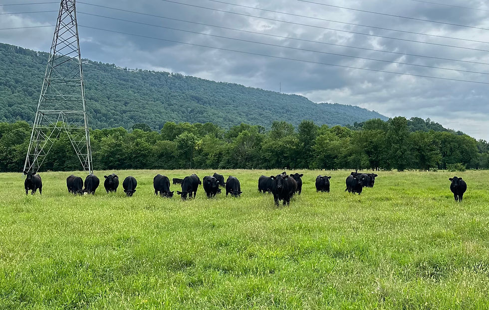 Cattle in pasture 1.jpeg