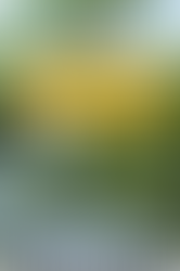 Roasted Kale Chips with Parmigaino-Reggiano