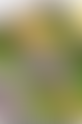 Baked Snapper with Onion & Asparagus