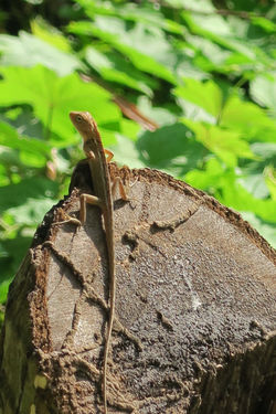 lizard thailand
