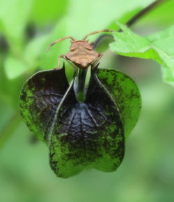 brown bug