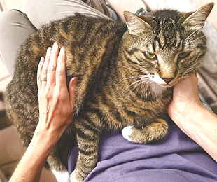Reiki für Tiere, Energiebehandlung, Katze