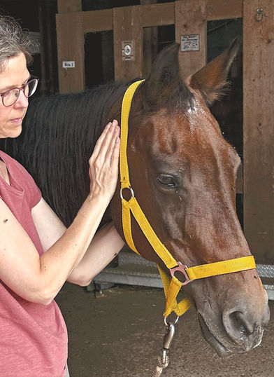 Pferd, Martina Zulauf, Reiki, Energiebehandlung
