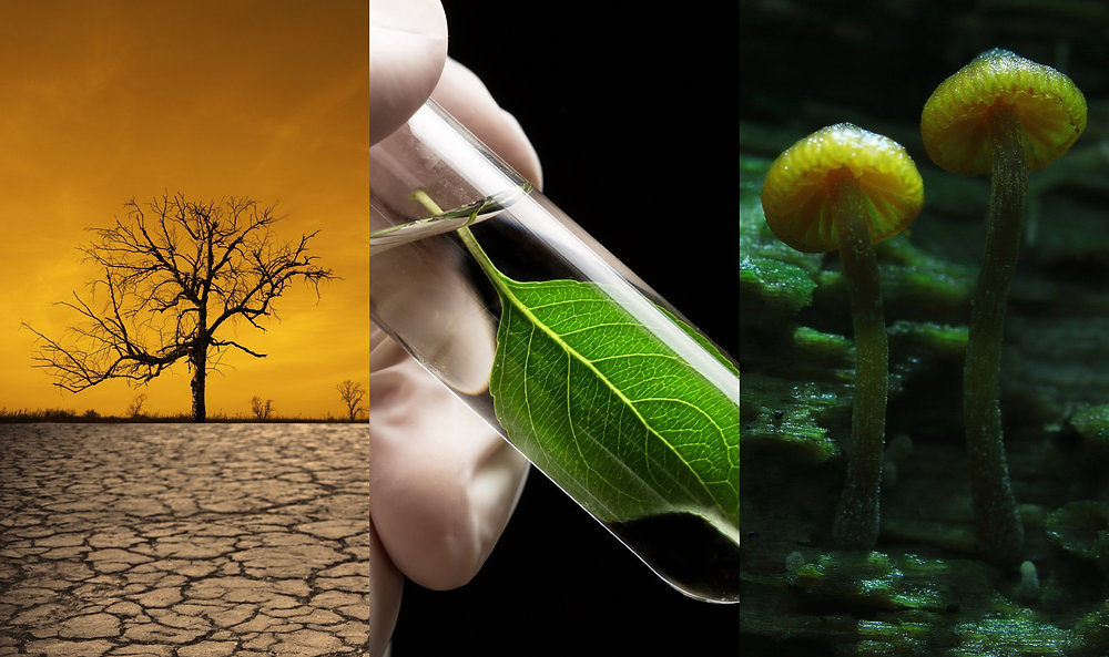 The story behind the Razor Trail