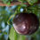 Thumbnail: Nadia Cherry Plum