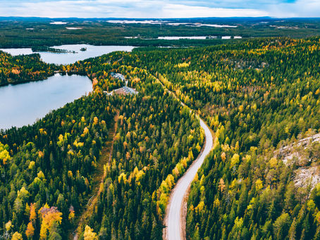 Welcome To The Jungle! (and by "Jungle" we mean Great Lakes - St. Lawrence Forest Region)