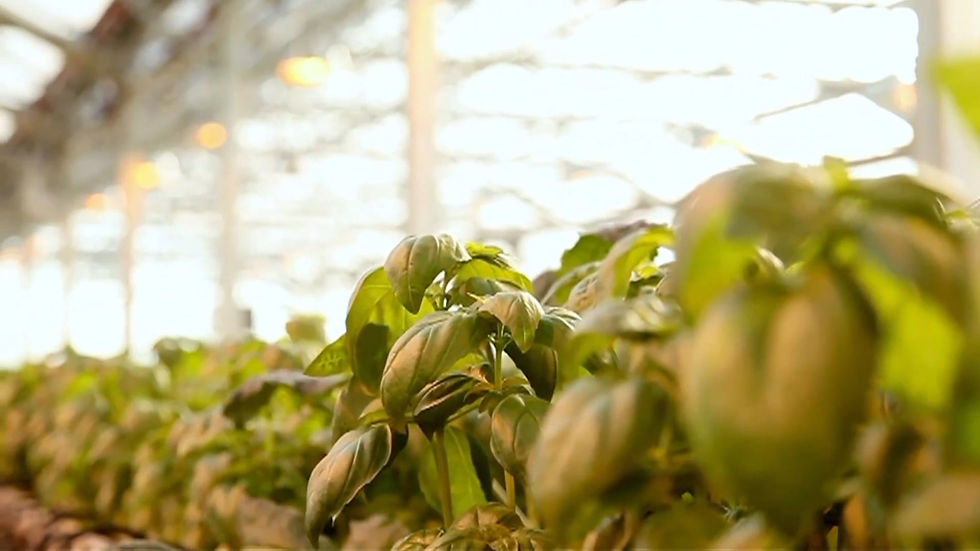 urban farming thumb.jpg