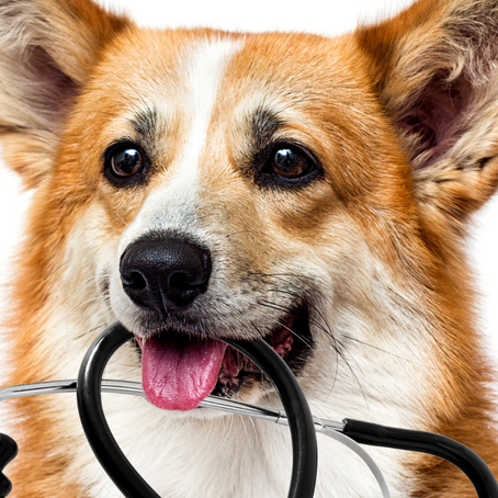 MI PERRO TOSE ¿QUE PUEDE SER?