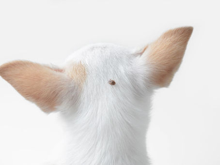 GARRAPATAS EN PERROS: prevención, detección y tratamiento