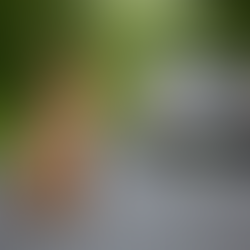 ¿Qué hacer si atropellan a mi perro?