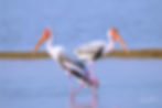 Two painted storks wading in shallow water for wildlife photography
