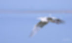 Grey heron in flight, wildlife photography