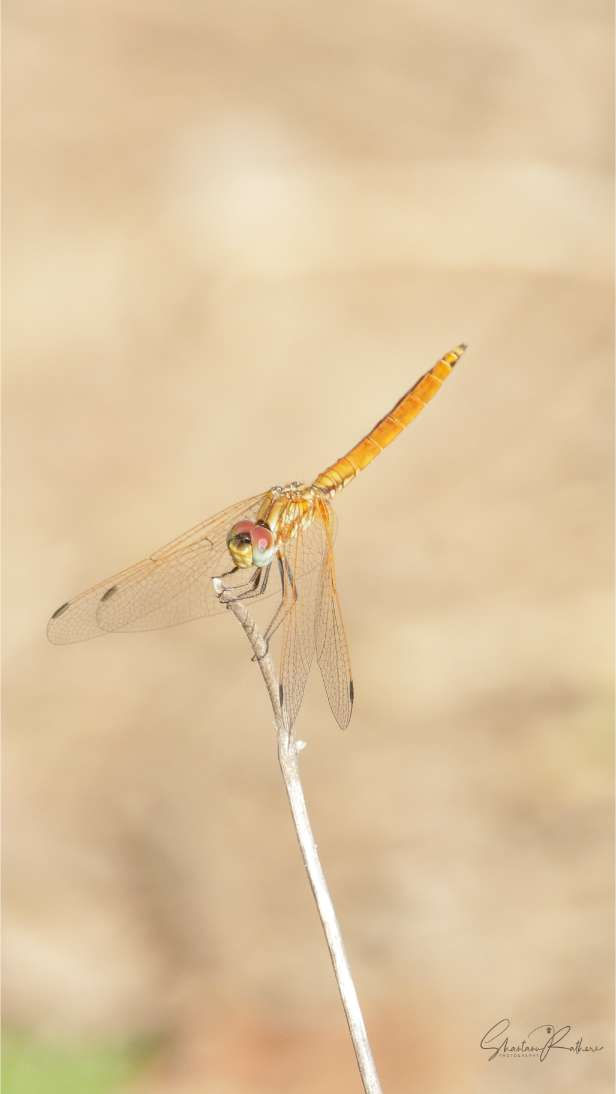 Orange dragonfly with red eyes on a slender stem