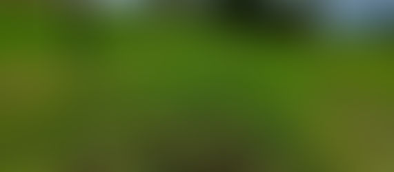 THIRD WEEK OF THE VOLUNTEERING SUMMER FEST